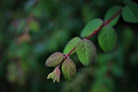 Attēlu rezultāti vaicājumam “Lonicera xylosteum leaf”