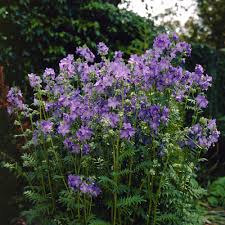 Image result for Polemonium coeruleum