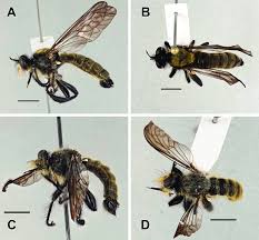 Attēlu rezultāti vaicājumam “Choerades sp.”