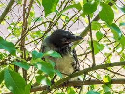 Attēlu rezultāti vaicājumam “Corvus cornix juvenile”