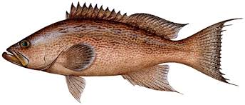 Image result for Mycteroperca phenax