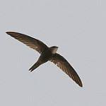 Image result for Apus pacificus