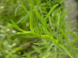 Attēlu rezultāti vaicājumam “Erigeron canadensis”