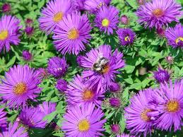 Image result for Aster novae-angliae