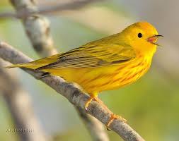 Image result for Dendroica petechia