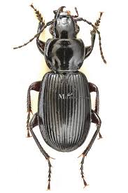 Attēlu rezultāti vaicājumam “Pterostichus aethiops”