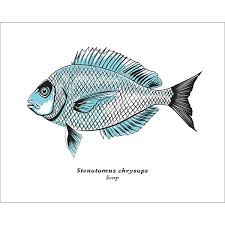 Image result for Stenotomus chrysops