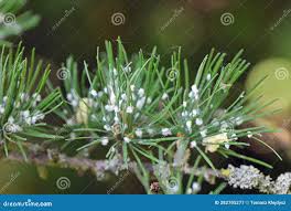 Attēlu rezultāti vaicājumam “Sacchiphantes abietis”