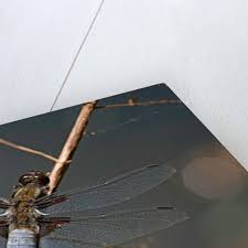 Attēlu rezultāti vaicājumam “Libellula depressa male”