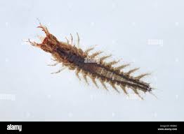 Attēlu rezultāti vaicājumam “Hydrochara caraboides”