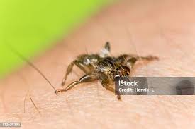 Attēlu rezultāti vaicājumam “Lipoptena cervi”