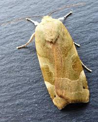 Attēlu rezultāti vaicājumam “Noctua fimbriata imago”