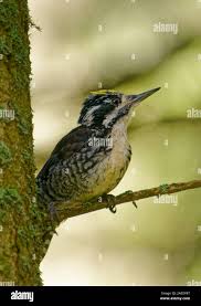 Attēlu rezultāti vaicājumam “Picoides tridactylus adult”