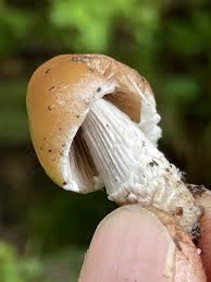 Attēlu rezultāti vaicājumam “Psathyrella sp.”