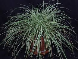 Attēlu rezultāti vaicājumam “Carex ornithopoda fruit”