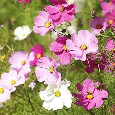 Image result for Schmuckkörbchen