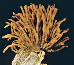 Attēlu rezultāti vaicājumam “Stemonitis splendens stalked”