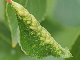 Attēlu rezultāti vaicājumam “Chaitophorus populeti”