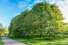 Attēlu rezultāti vaicājumam “Tilia”