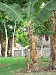 banana tree with green bananas - via Daymix