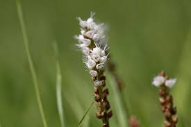 Attēlu rezultāti vaicājumam “Bistorta vivipara”