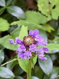 Attēlu rezultāti vaicājumam “Prunella vulgaris”