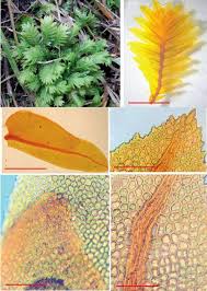 Attēlu rezultāti vaicājumam “Fissidens adianthoides sporophyte”