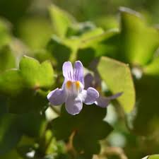 Attēlu rezultāti vaicājumam “Cymbalaria muralis flower”