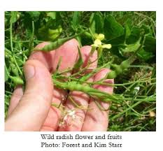 Attēlu rezultāti vaicājumam “Raphanus raphanistrum fruit”