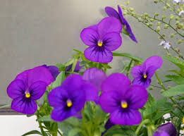 Image result for Viola cornuta