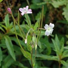 Attēlu rezultāti vaicājumam “Epilobium montanum flower”