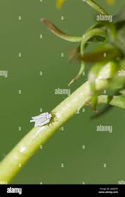 Attēlu rezultāti vaicājumam “Orthezia urticae”