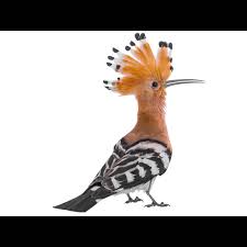 Attēlu rezultāti vaicājumam “Upupa epops”