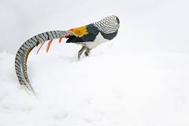 Image result for Chrysolophus amherstiae