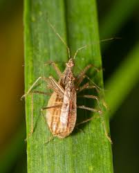 Attēlu rezultāti vaicājumam “Nabis limbatus”