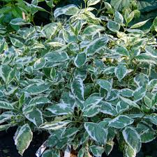 Attēlu rezultāti vaicājumam “Cornus alba”