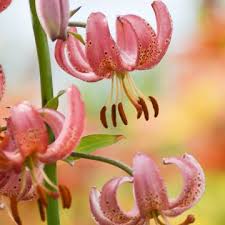 Image result for Lilium martagon `Manitoba Fox`