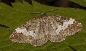 Attēlu rezultāti vaicājumam “Perizoma affinitata”