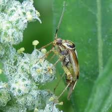 Attēlu rezultāti vaicājumam “Lygus pratensis nymph”