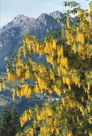 Attēlu rezultāti vaicājumam “Laburnum alpinum”