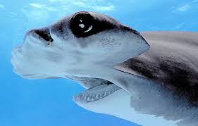 Image result for Sphyrna mokarran