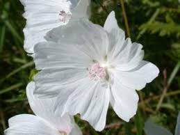 Image result for Malva moschata alba
