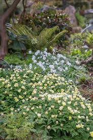 Attēlu rezultāti vaicājumam “Anemone x lipsiensis leaf”