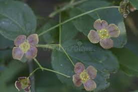 Attēlu rezultāti vaicājumam “Euonymus verrucosus leaf”