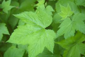 Attēlu rezultāti vaicājumam “Rubus parviflorus leaf”