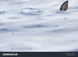 Image result for Oceanites oceanicus