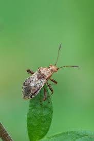 Attēlu rezultāti vaicājumam “Rhopalus maculatus”
