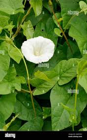 Attēlu rezultāti vaicājumam “Calystegia sepium leaf”