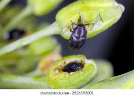 Attēlu rezultāti vaicājumam “Meligethes sp.”