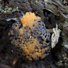 Attēlu rezultāti vaicājumam “Stemonitis lignicola stalked”